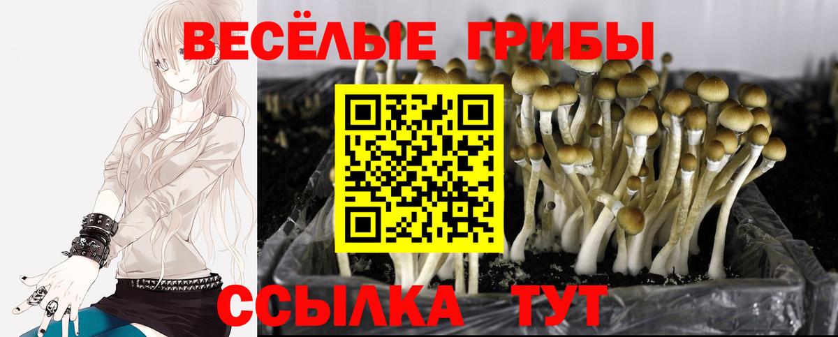 Камышин  сколько стоит  Вход с VPN  Псилоцибиновые грибы мицелий 